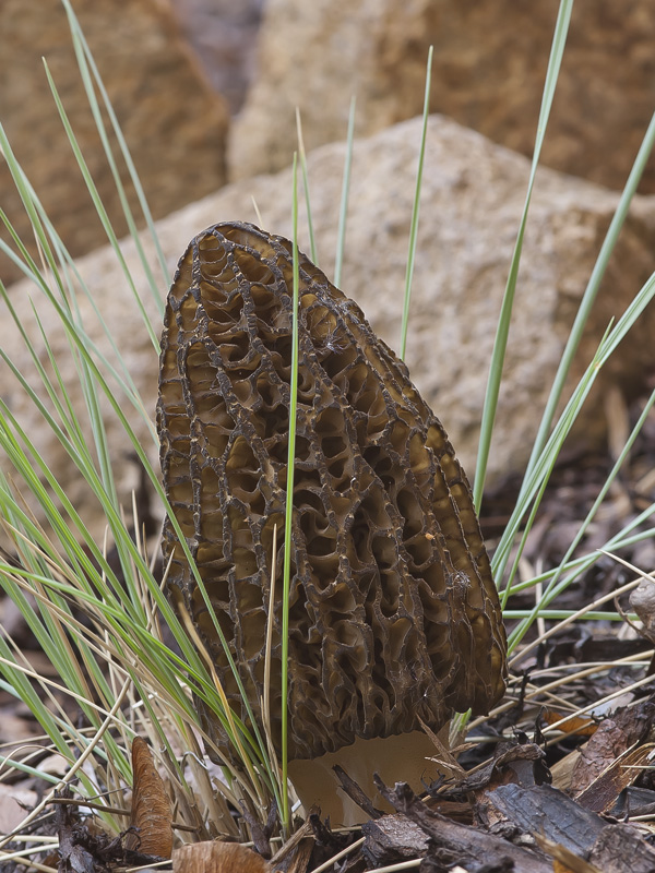 Morchella conica